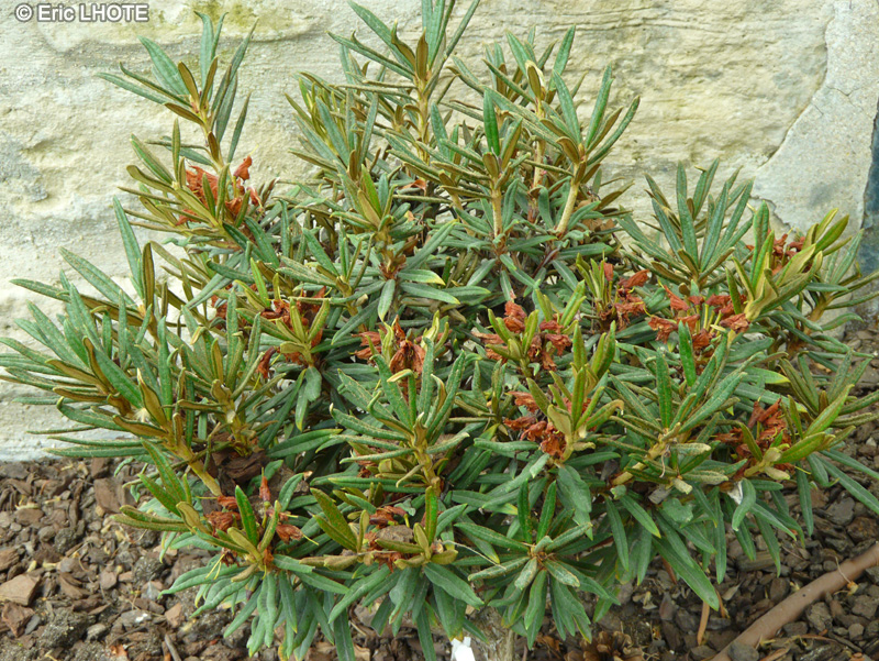 Ericaceae - Rhododendron roxieanum - Azalée