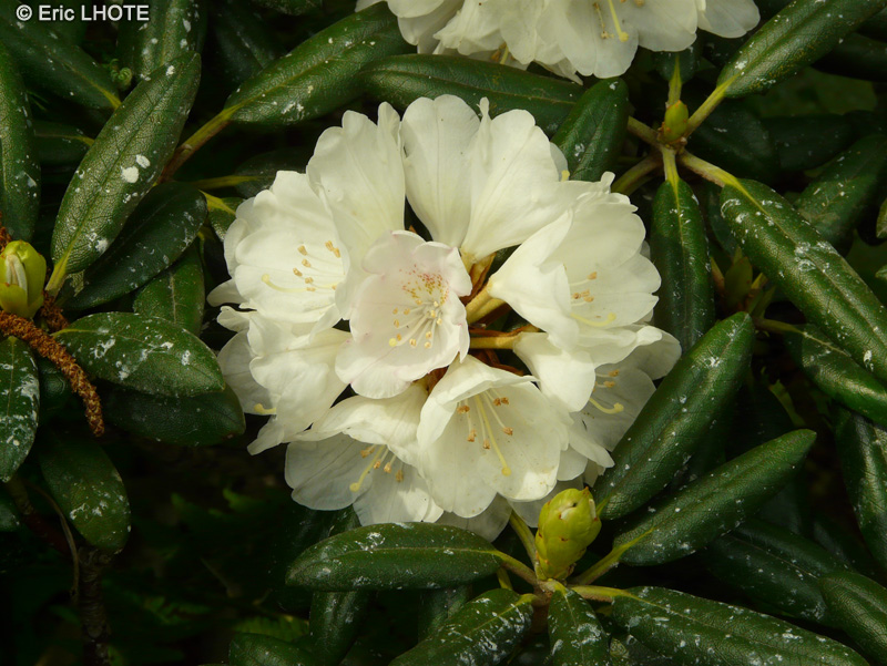 Ericaceae - Rhododendron yuakushimanum - Rhododendron de Yakushima