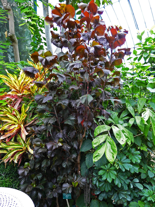 Euphorbiaceae - Acalypha wilkesiana - Acalyphe, Ricinelle