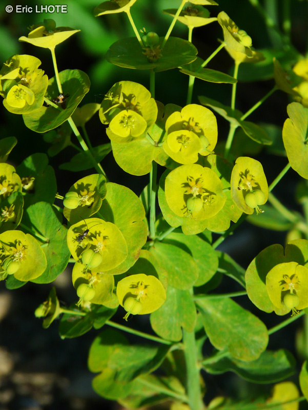  - Euphorbia amygdaloides var. robbiae - 