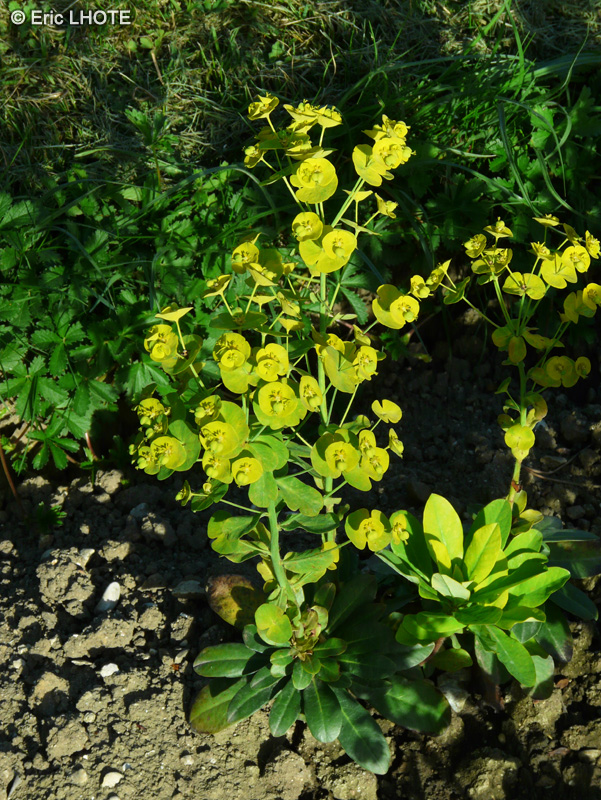 Euphorbiaceae - Euphorbia amygdaloides var. robbiae - Euphorbe amandier