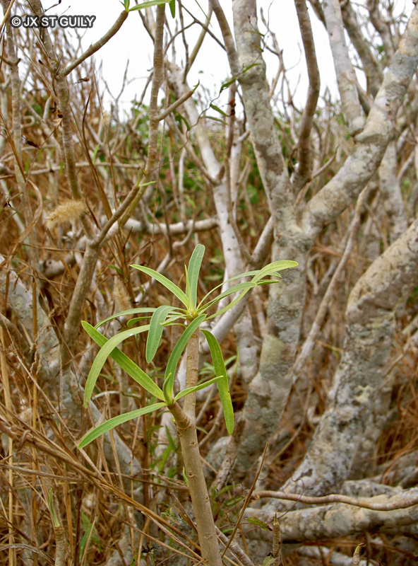 Euphorbiaceae - Euphorbia balsamifera - Euphorbe du Cayor