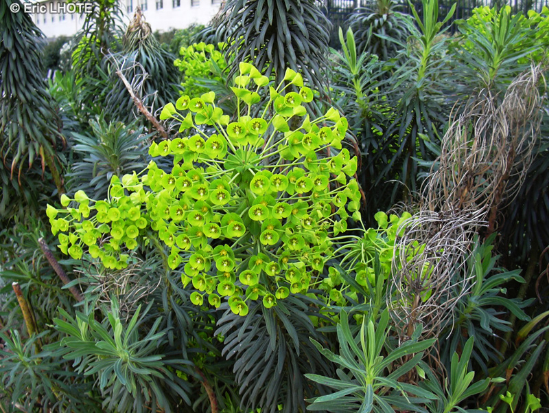Euphorbiaceae - Euphorbia characias - Euphorbe des garrigues-Euphorbe des vallons