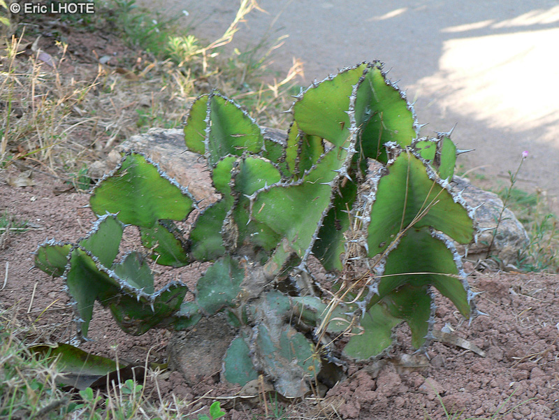  - Euphorbia cooperi - 