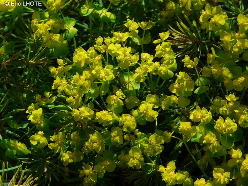  - Euphorbia cyparissias - 