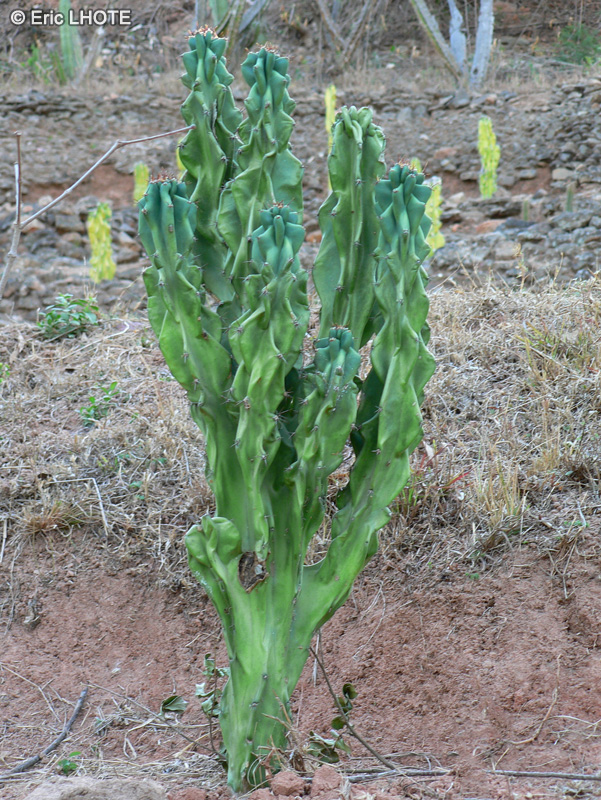 Euphorbiaceae - Euphorbia grandidens - Euphorbe