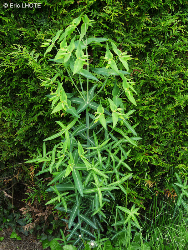  - Euphorbia lathyris - 