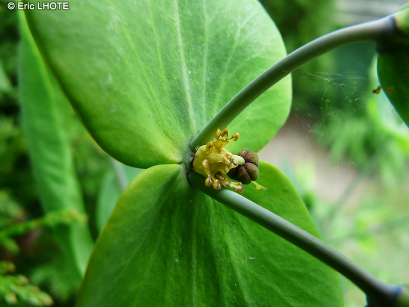 Euphorbiaceae - Euphorbia lathyris - Epurge, Euphorbe épurge, Euphorbe des jardins, Herbe à la taupe