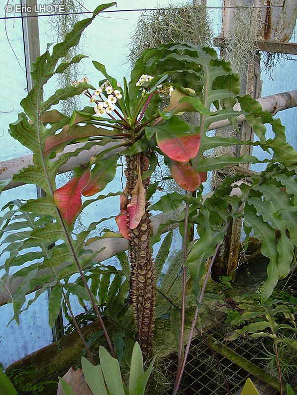 Euphorbiaceae - Euphorbia lophogona - Euphorbe