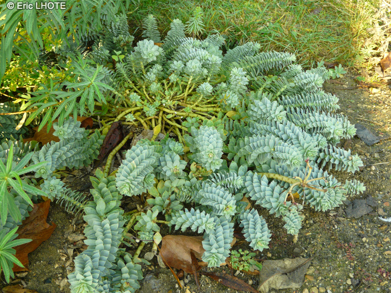  - Euphorbia myrsinites - 