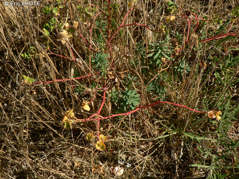  - Euphorbia portlandica - 