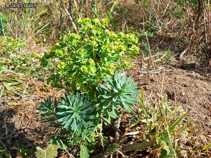 Euphorbiaceae - Euphorbia portlandica - Euphorbe des ports, Euphorbe des estuaires