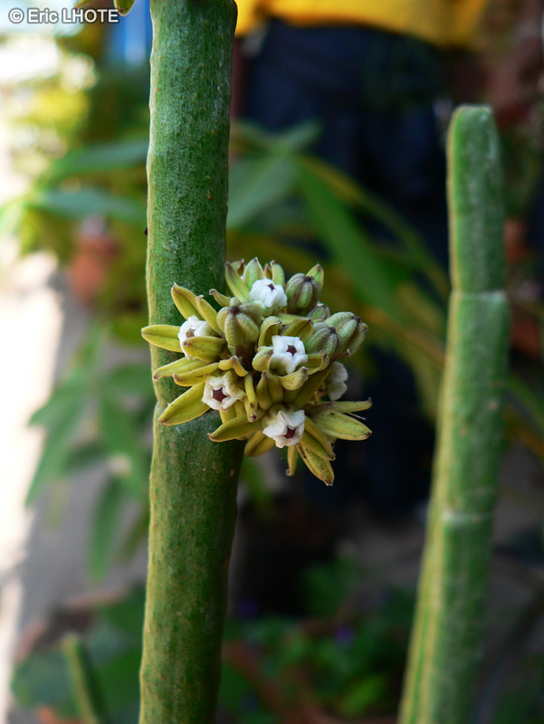  - Euphorbia tirucali - 