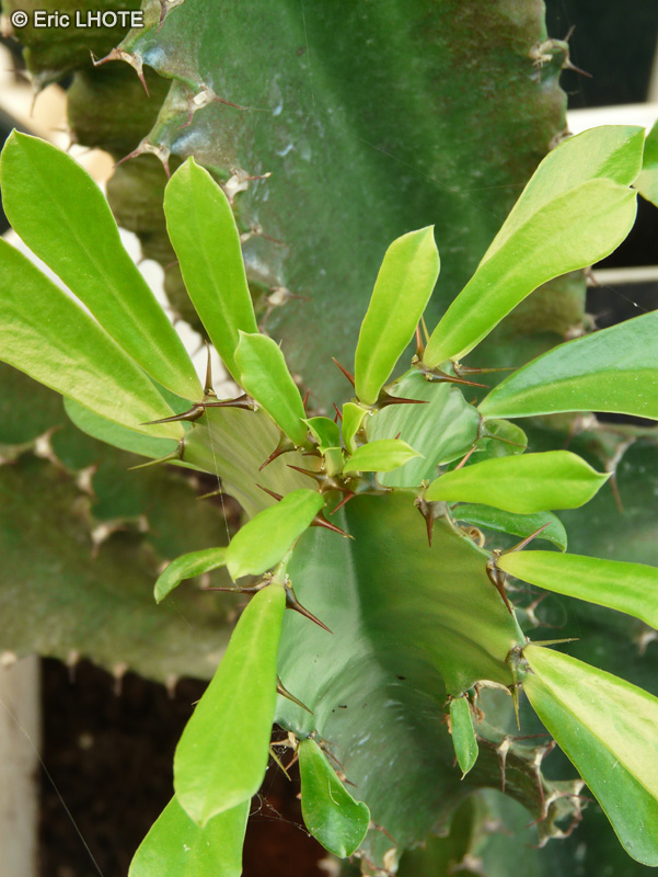  - Euphorbia trigona - 