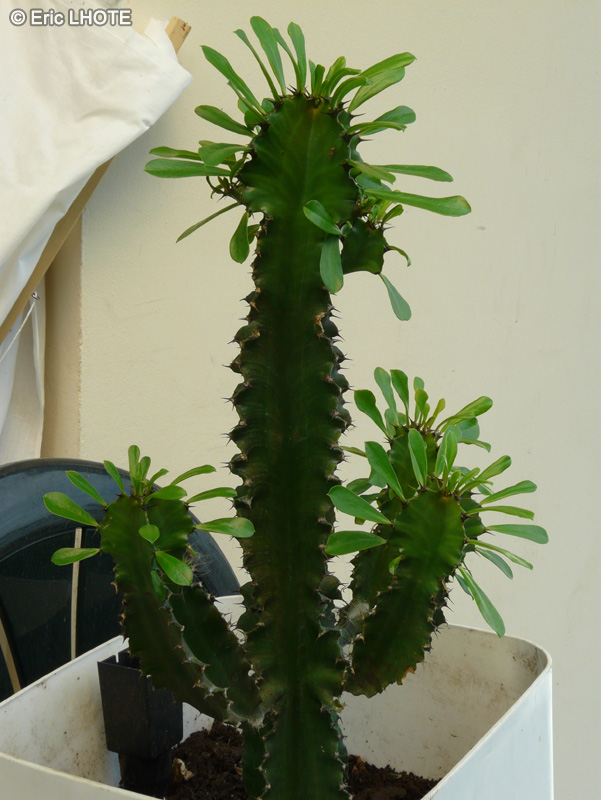 Euphorbiaceae - Euphorbia trigona - Euphorbe candélabre