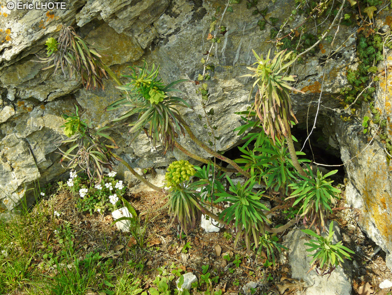  - Euphorbia veneta, Euphorbia characias subsp. wulfenii - 