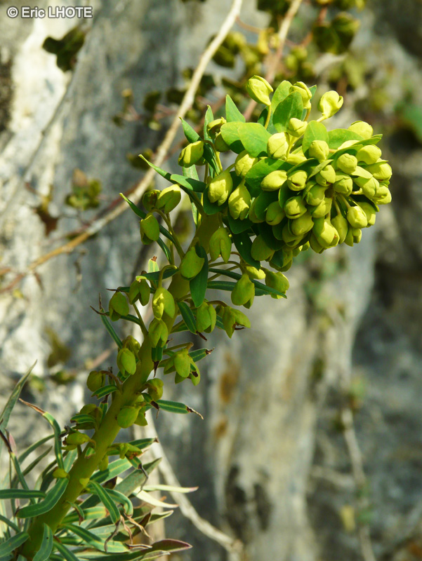  - Euphorbia veneta, Euphorbia characias subsp. wulfenii - 