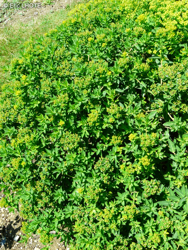  - Euphorbia villosa - 