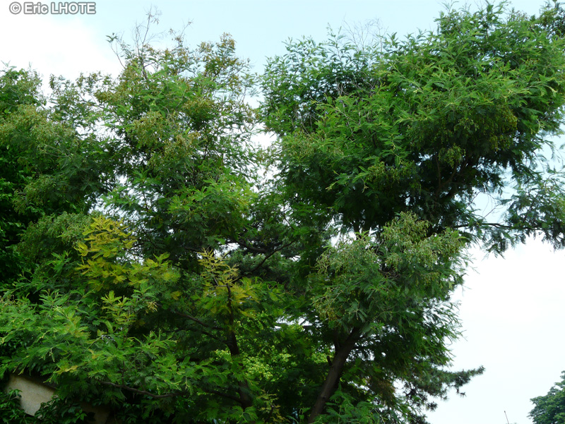 Fabaceae - Acacia dealbata - Mimosa d’hiver, Mimosa des fleuristes