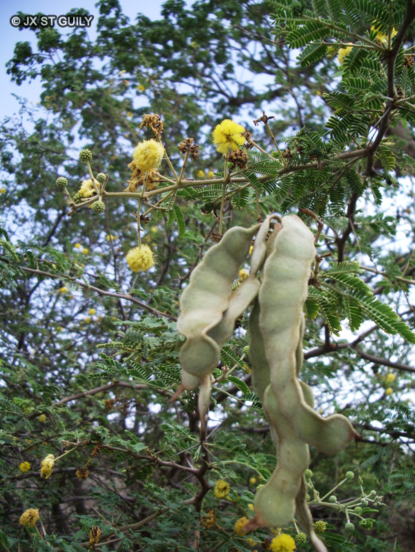 Fabaceae - Acacia nilotica - Gommier rouge, Acacia à gomme, Acacia de Cayenne, Babul, Taggart, Mogohlo, Motsha, UmNqawe