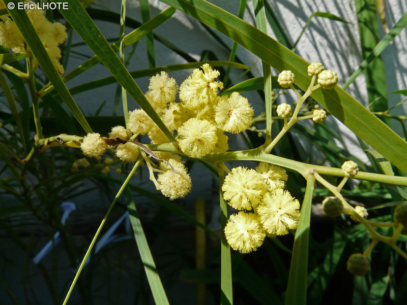 Fabaceae - Acacia retinodes - Mimosa des quatre saisons