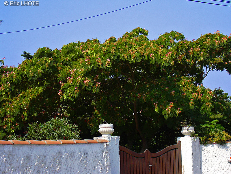Fabaceae - Albizia julibrissin - Arbre à soie, Acacia de Constantinople