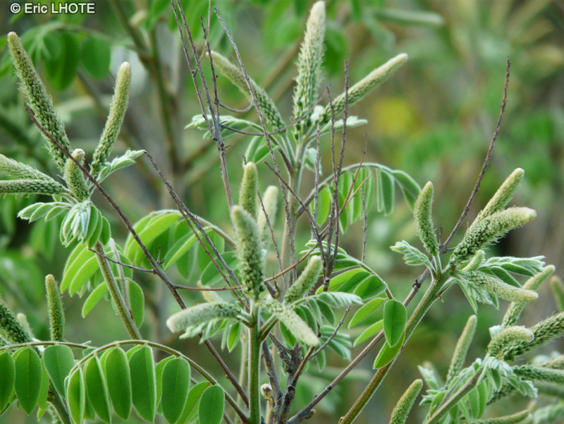 Fabaceae - Amorpha canescens - Faux Indigo