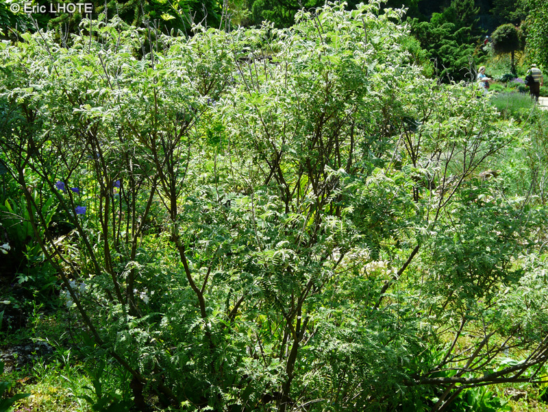 Fabaceae - Amorpha nana - Faux indigo nain