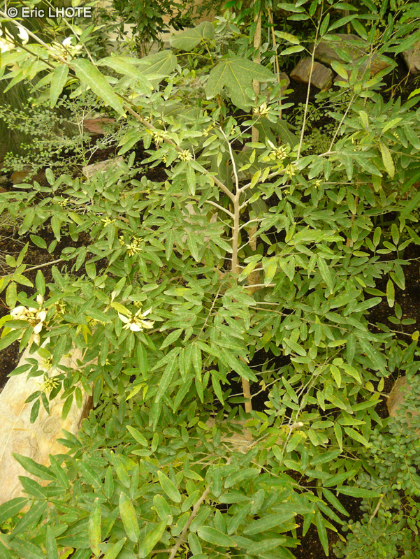Fabaceae - Arthroclianthus sp. - Arthroclianthus