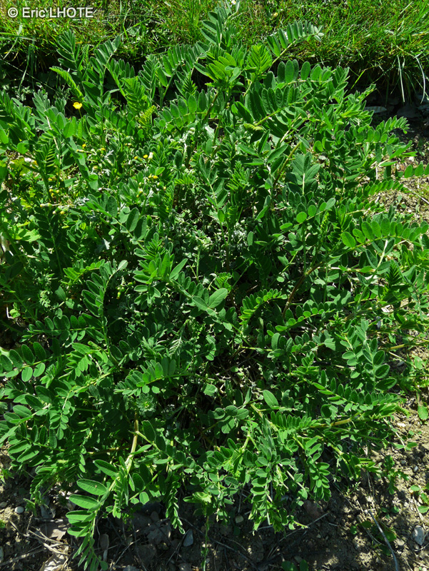Fabaceae - Astragalus cicer - Astragale pois-chiche, Chiche de montagne