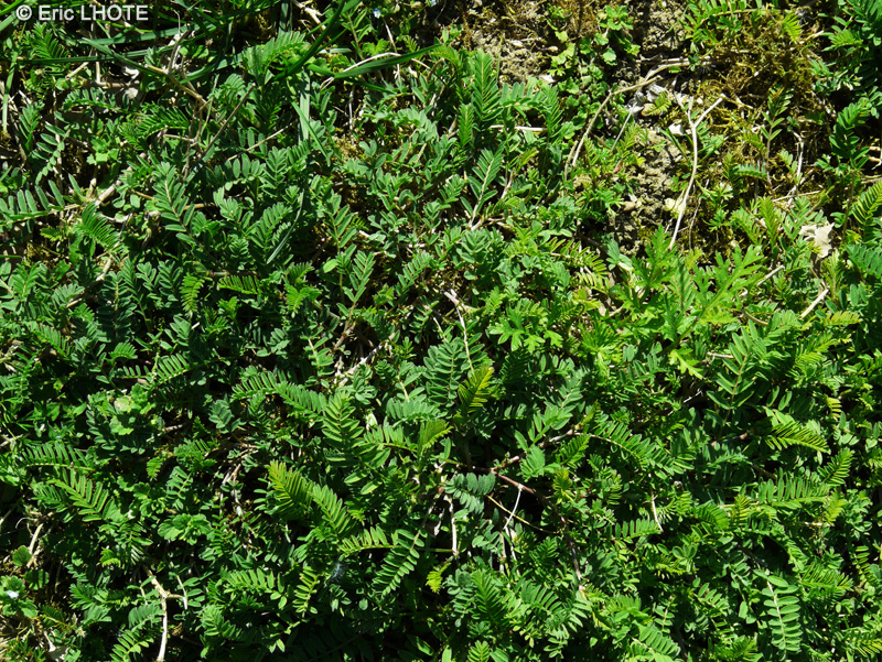 Fabaceae - Astragalus onobrychis - Astragale esparcette, Astragale Faux-Sainfoin