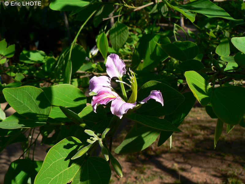 Fabaceae - Bauhinia x madagarscariensis - Arbre aux orchidées