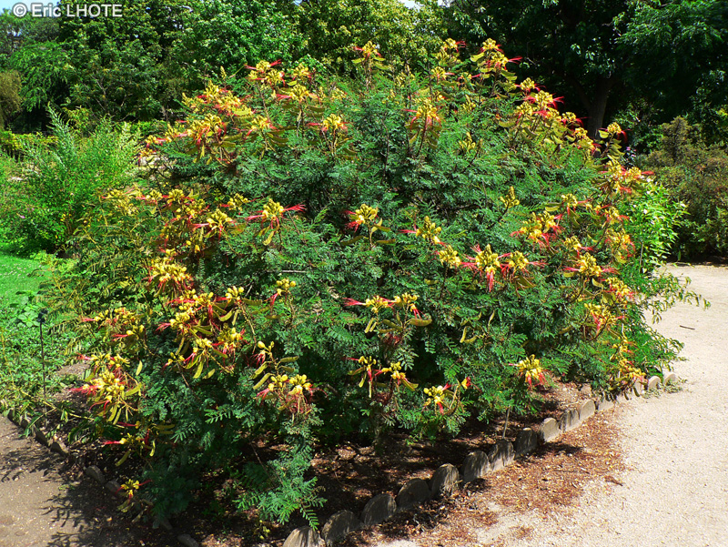 Fabaceae - Caesalpinia giliesii - Césalpinie de Gilles, Oiseau de paradis, Cassie, Flamboyant petit
