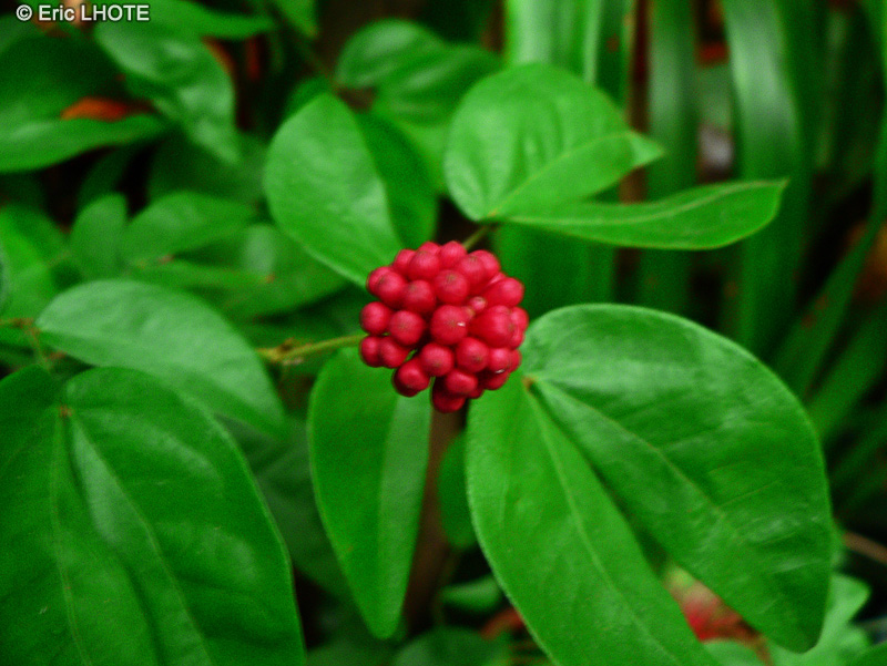 Fabaceae - Calliandra emarginata - Arbre aux houppettes, Calliandre, Pompon de Marin, Pompom rouge