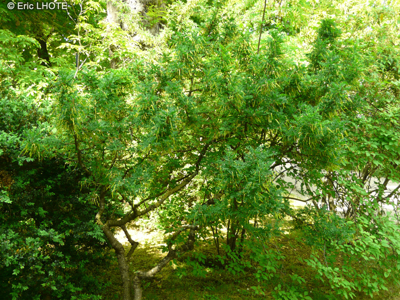 Fabaceae - Caragana microphylla - Acacia jaune à petites feuilles