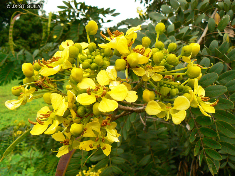 Fabaceae - Cassia siamea, Senna siamea - Cassia du Siam