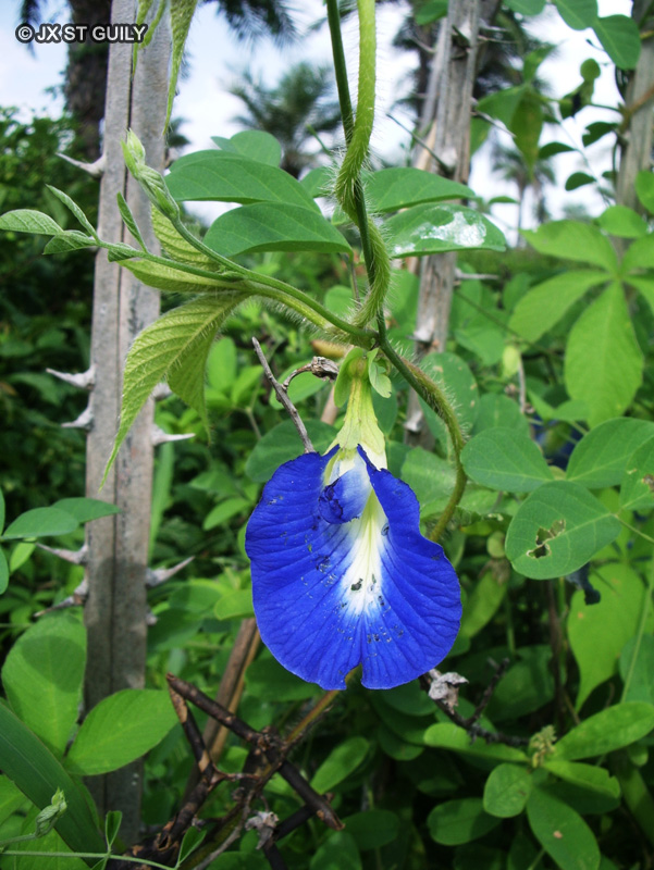 Fabaceae - Clitoria ternatea - Torie de Ternate, Liane de Ternate, Pois savane, Pois papillon de Moorea, Pois bleu