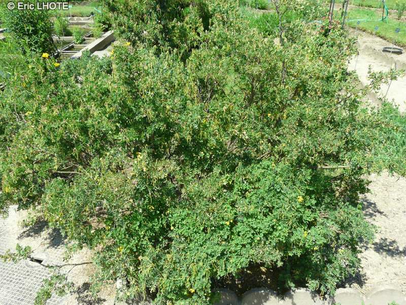 Fabaceae - Coronilla valentina ssp. Glauca - Coronille glauque