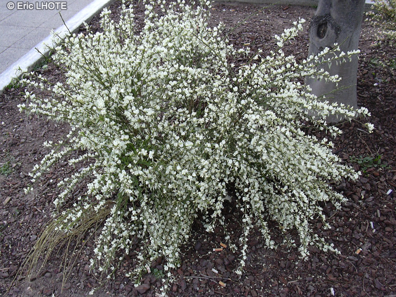 Fabaceae - Cytisus praecox Moonlight - Genêt précoce