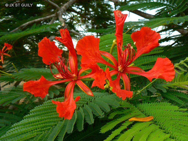 Fabaceae - Delonix regia - Flamboyant, Flamboyant royal, Poiciana royal, Fleur de paradis