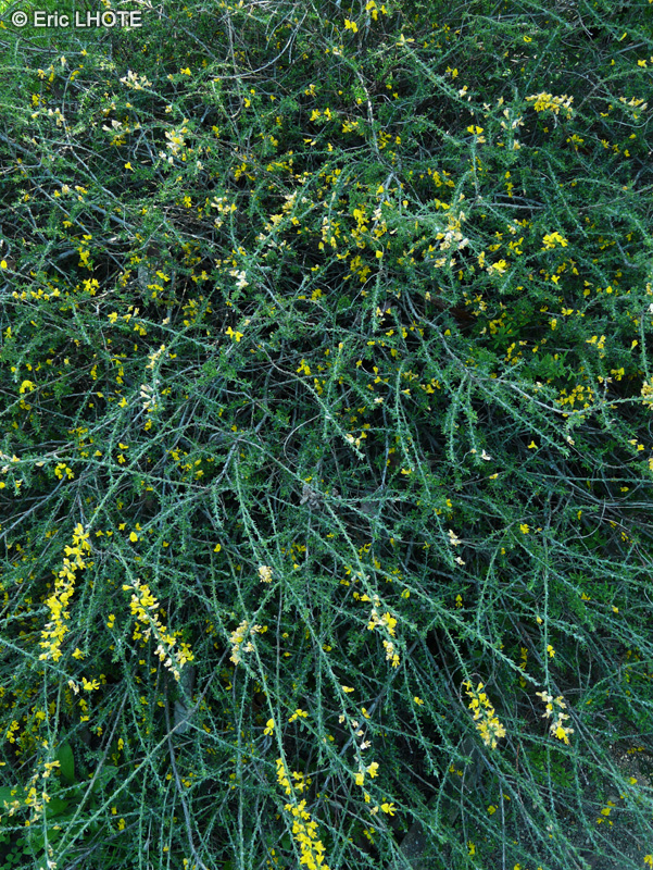 Fabaceae - Genista pilosa - Genêt velu