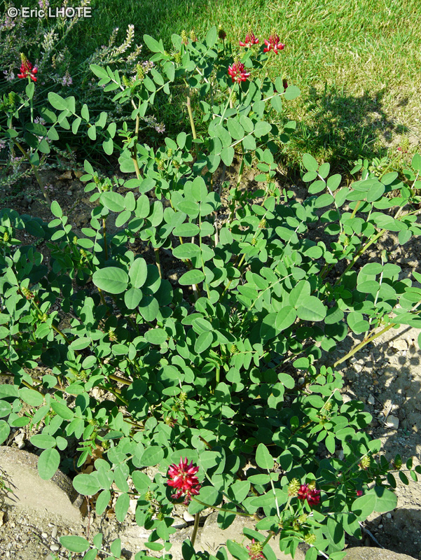 Fabaceae - Hedysarum coronarium - Sainfoin d’Espagne, Sainfoin d’Italie