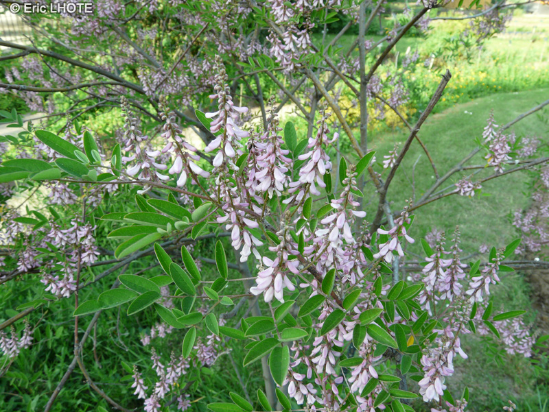 Fabaceae - Indigofera tinctoria - Indigotier, Indigo des Indes