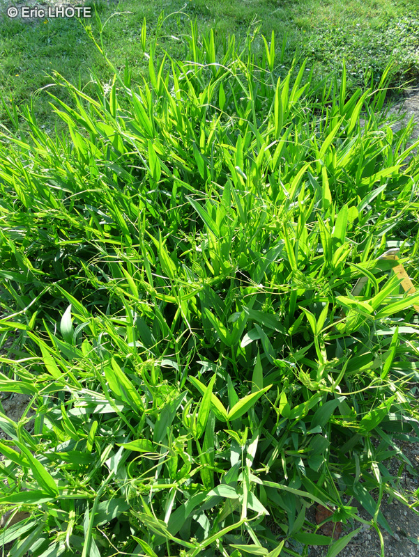 Fabaceae - Lathyrus latifolius - Gesse à feuilles larges, Pois vivace