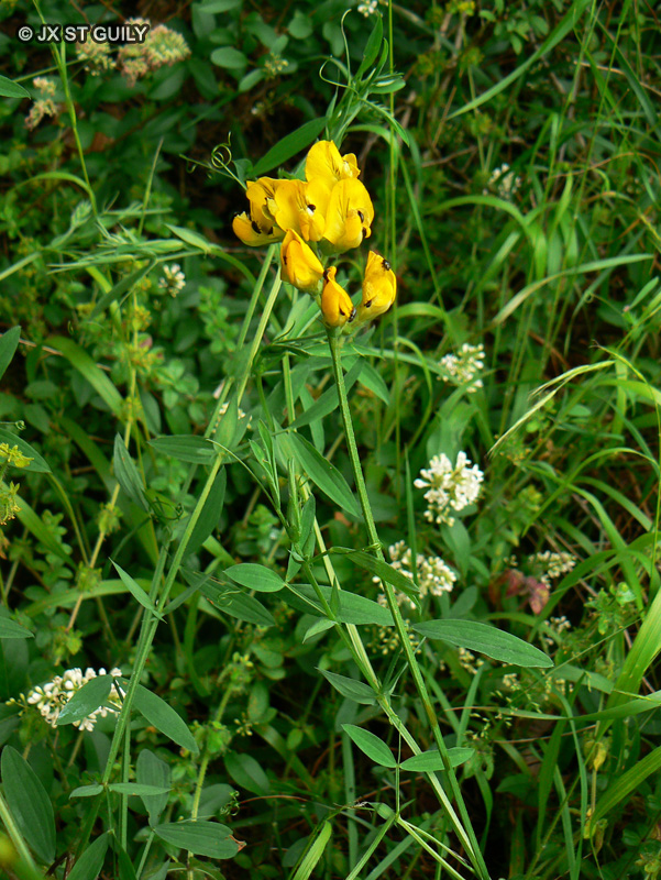 Fabaceae - Lathyrus pratensis - Gesse des prés
