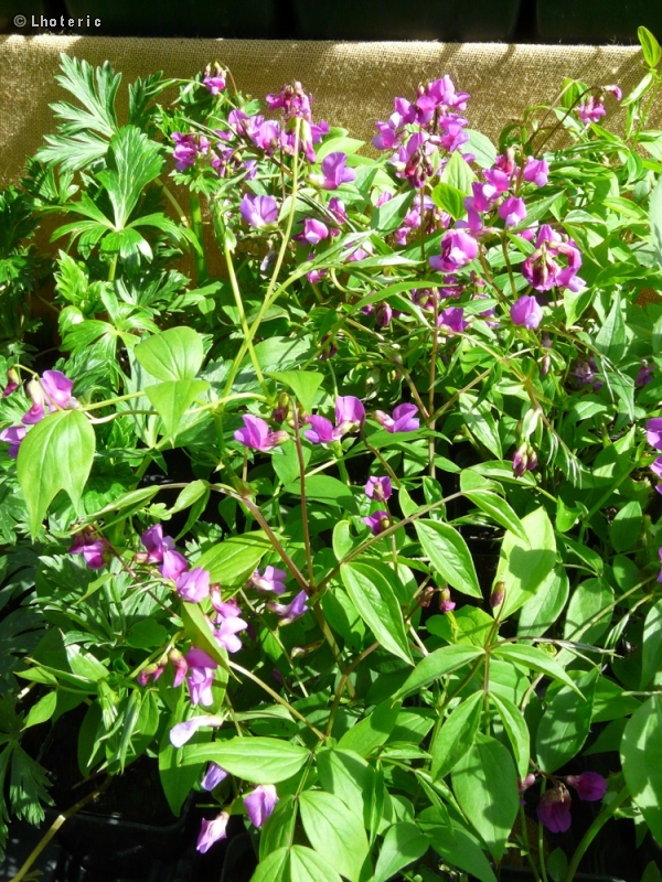 Fabaceae - Lathyrus vernus - Gesse de printemps