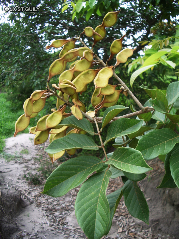 Fabaceae - Lonchocarpus sericeus - Savonnette rivière