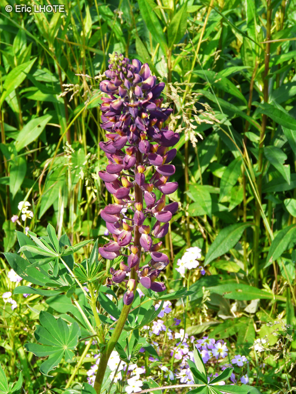 Fabaceae - Lupinus russel - Lupin de Russel