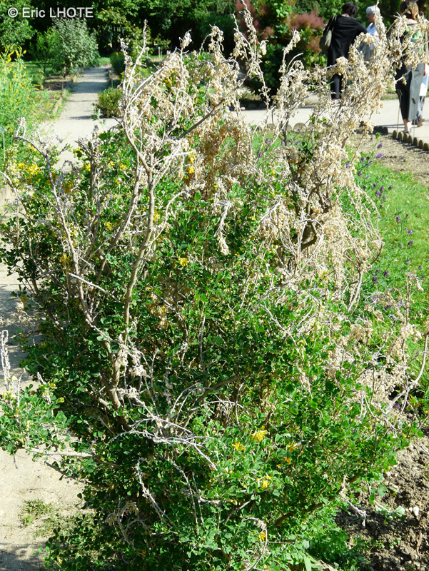 Fabaceae - Medicago arborea - Luzerne en arbre, Luzerne arborescente