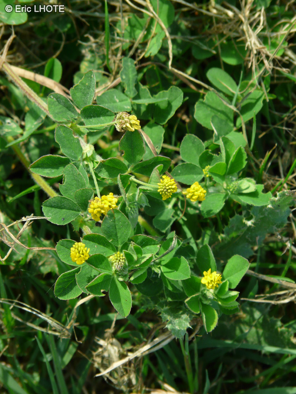 Fabaceae - Medicago lupulina - Luzerne lulupine